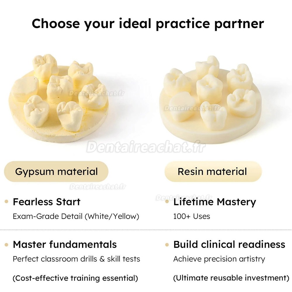 Kit de formation à la morphologie dentaire (3 pièces/sac) : modèles de positions U6/L6/U4 (gypse/résine)
